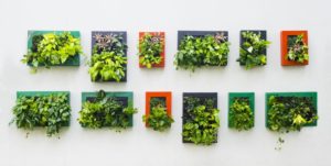 vertical garden Bhauss