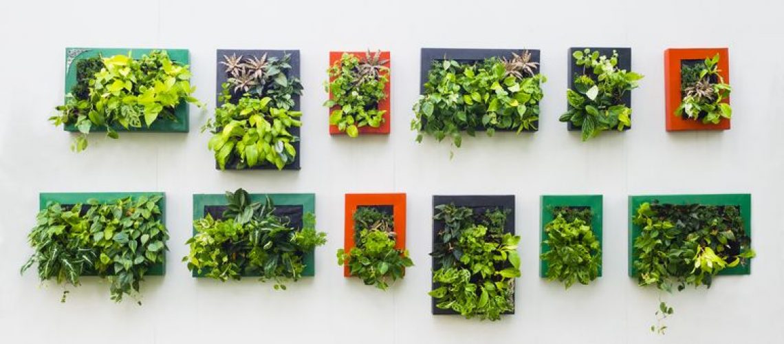 vertical garden Bhauss